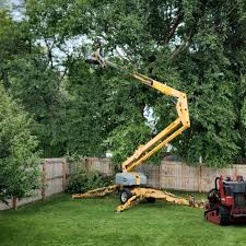 Best Emergency Tree Removal  in Bryan, OH