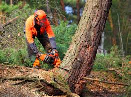 Best Arborist Consultation Services  in Bryan, OH